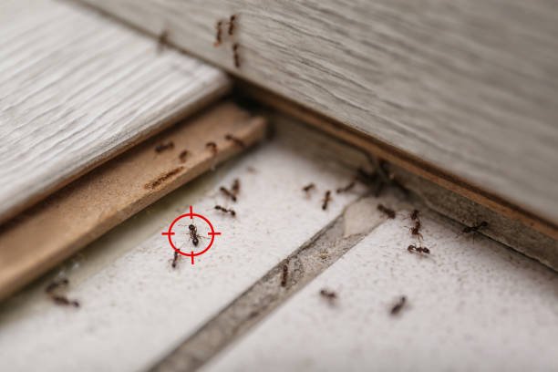 Best Pest Removal Services  in Oakwood, GA