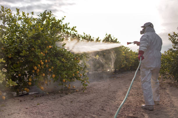 Best Insect Control  in Oakwood, GA