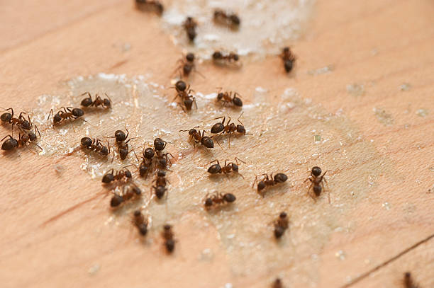 Best Best Pest Control Companies  in Oakwood, GA
