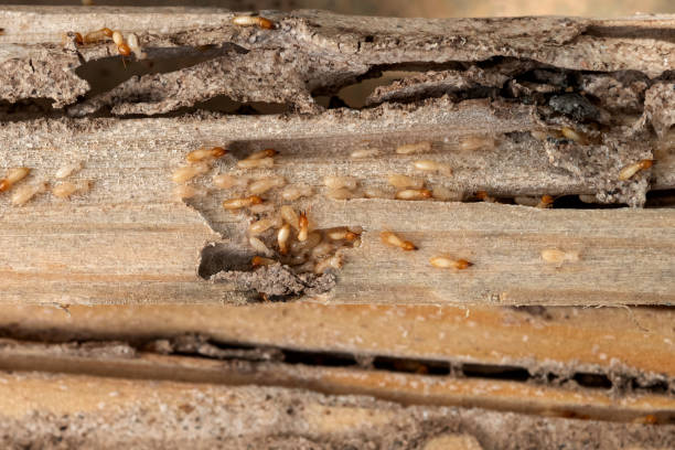 Best Emergency Pest Control  in Oakwood, GA