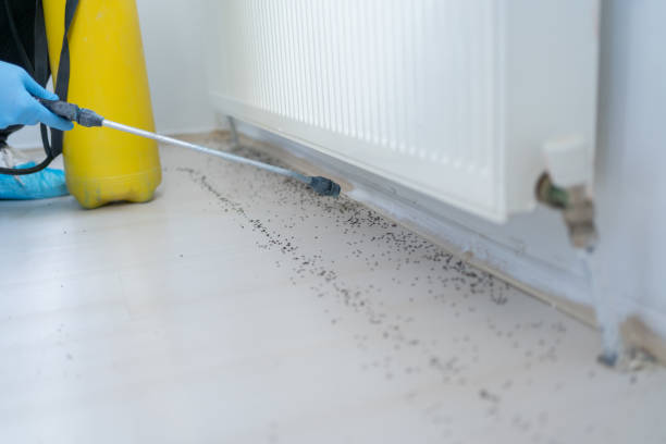 Best Termite Control Services  in Oakwood, GA